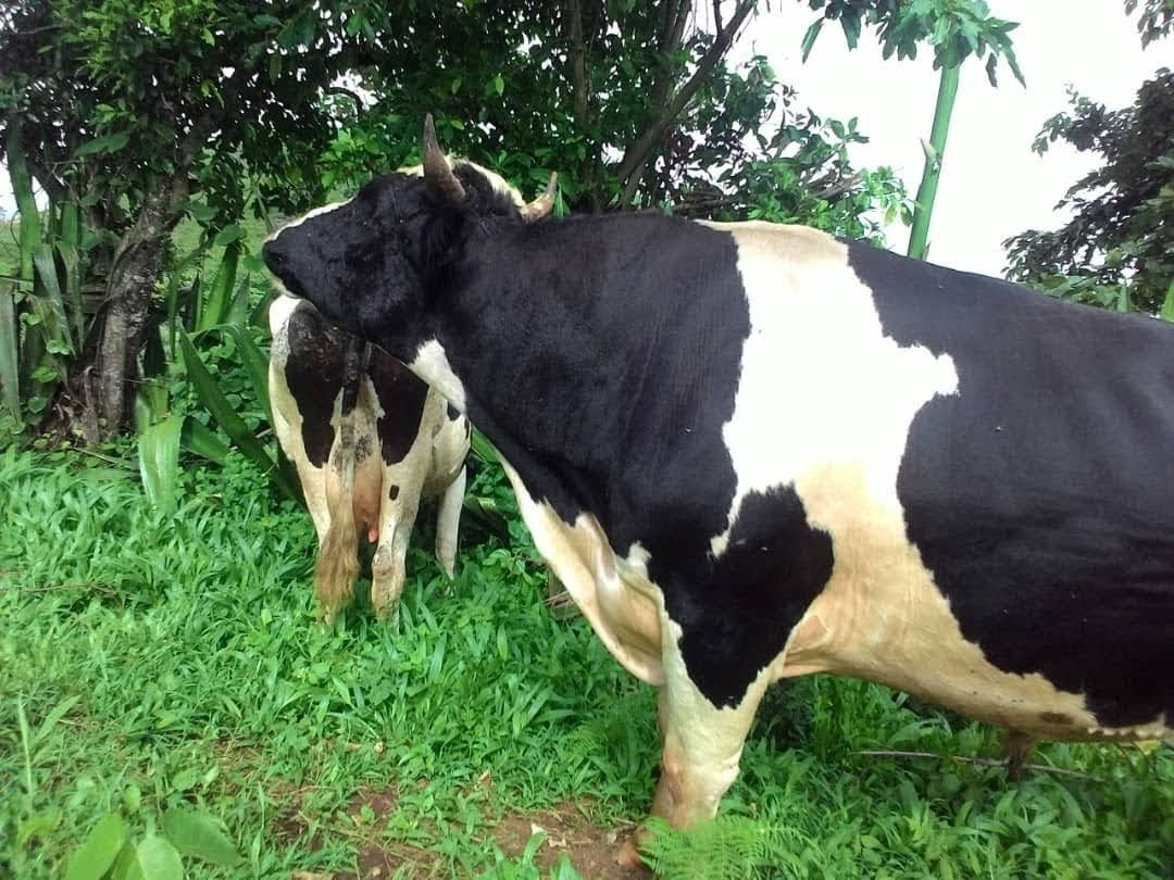 Dairy cow on pasture