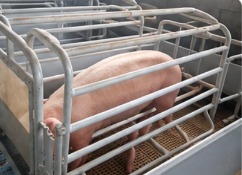 Farrowing crate with a sow
