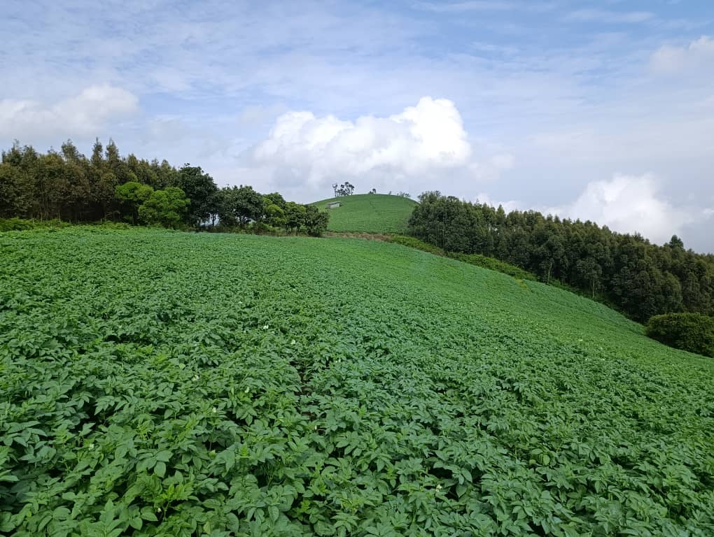 Potato farm on a green hillside in the North West Region