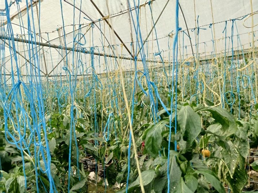 Vertical farming and value addition